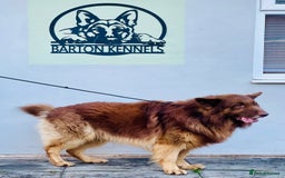 German Shepherd dogs for sale: GORGEAOUS K/C Registered German Shepherd puppies - Image 36