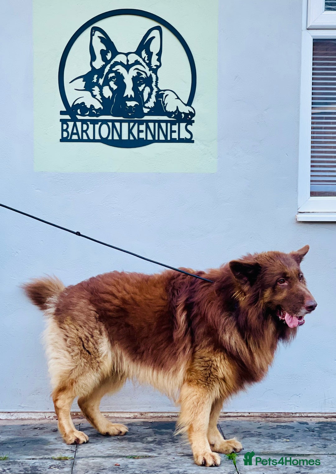German Shepherd dogs for sale: GORGEAOUS K/C Registered German Shepherd puppies - Image 36