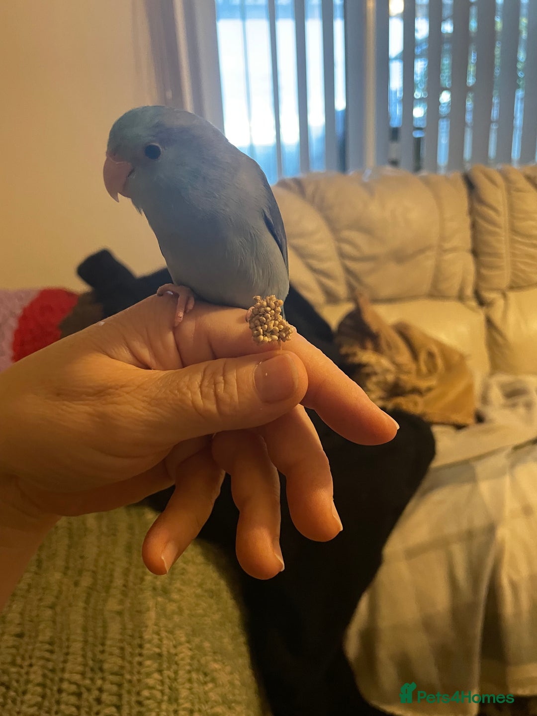 Parakeets birds for sale: Beautiful hand tamed baby specific parottlet  - Advert 3