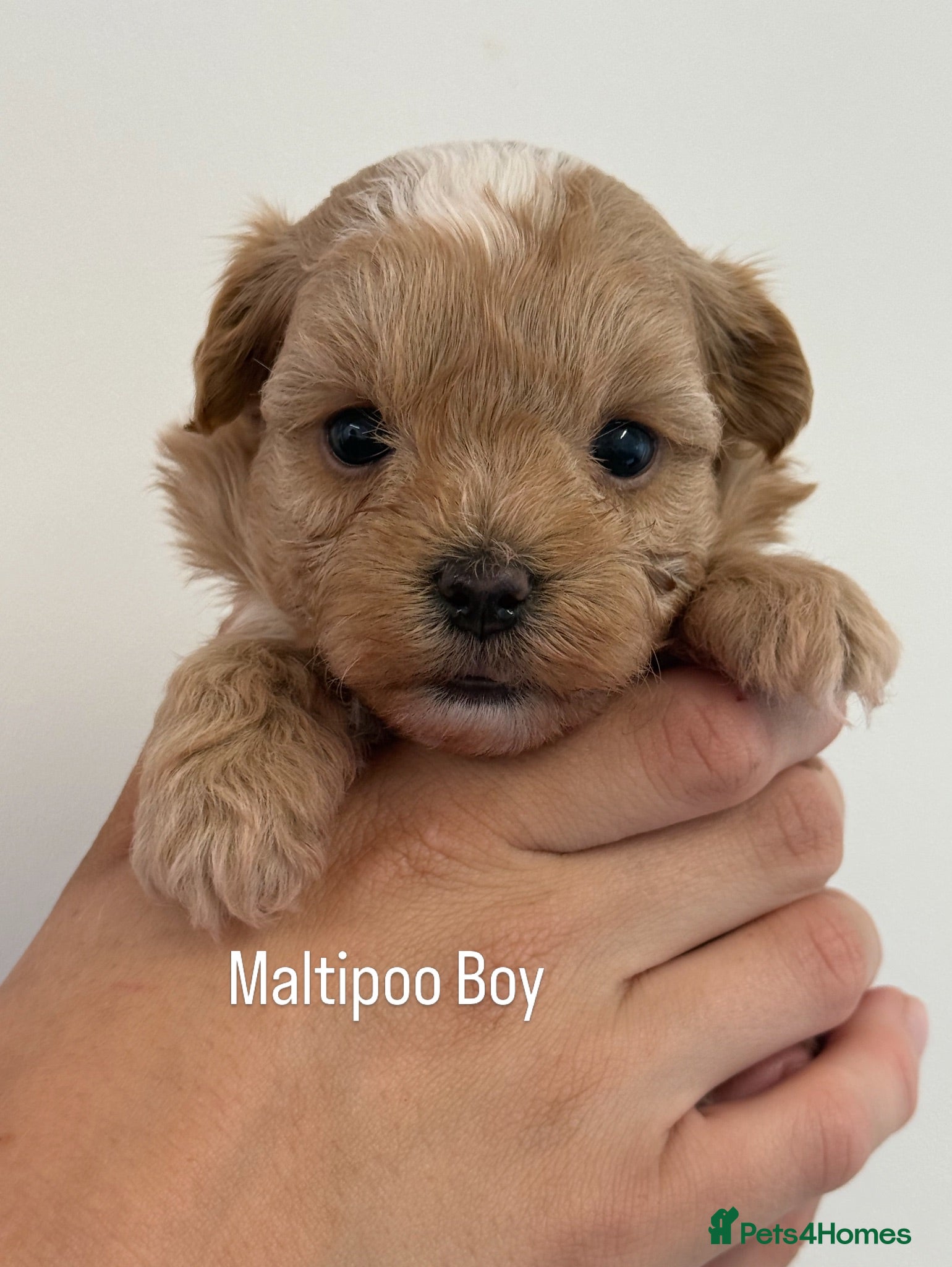 Maltipoo dogs Maltipoo Babies  - Advert 1