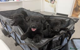 German Shepherd dogs for sale: Gorgeous German Shepherd Puppies - Image 6