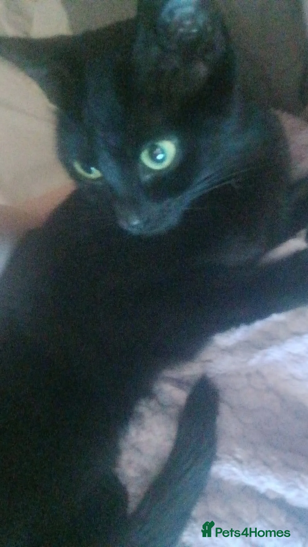 Bombay cats for sale: Noodle in Chesterfield - Advert 2