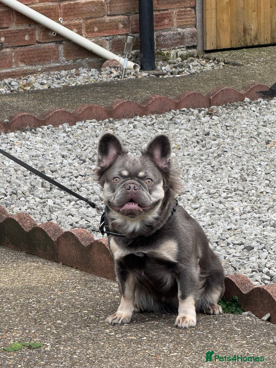 French Bulldog dogs for sale: FLUFFY  **  FULL FLUFFY FRENCHBULLDOGS😍😍 - Advert 2