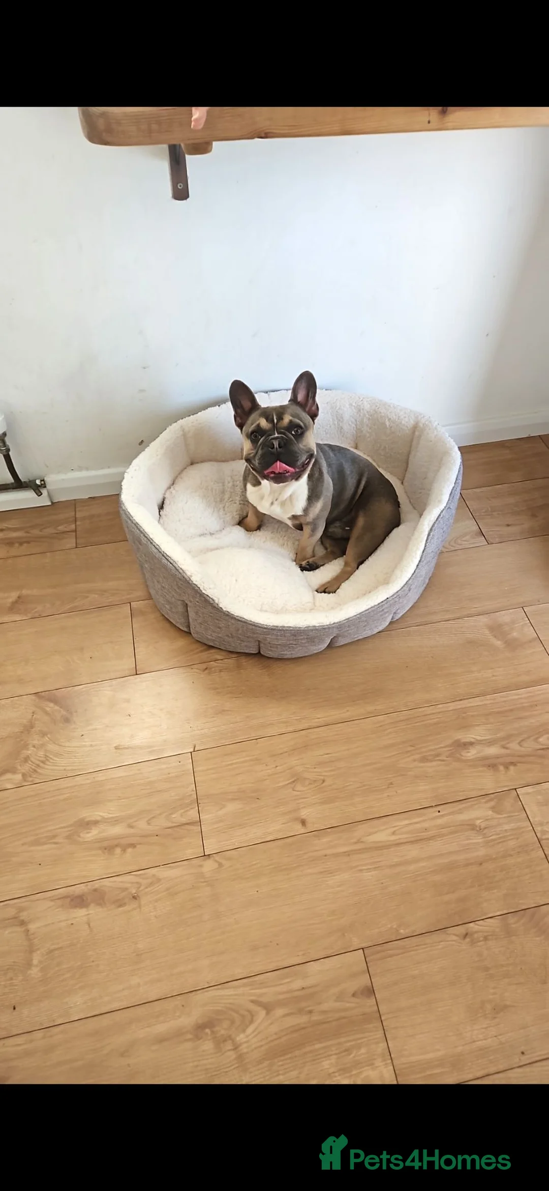 French Bulldog dogs for sale: French Bulldog  in Chichester - Advert 2