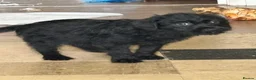 Mixed Breed dogs for sale: Poodle cross Rottweiler  in Stoke-on-Trent - Advert 3