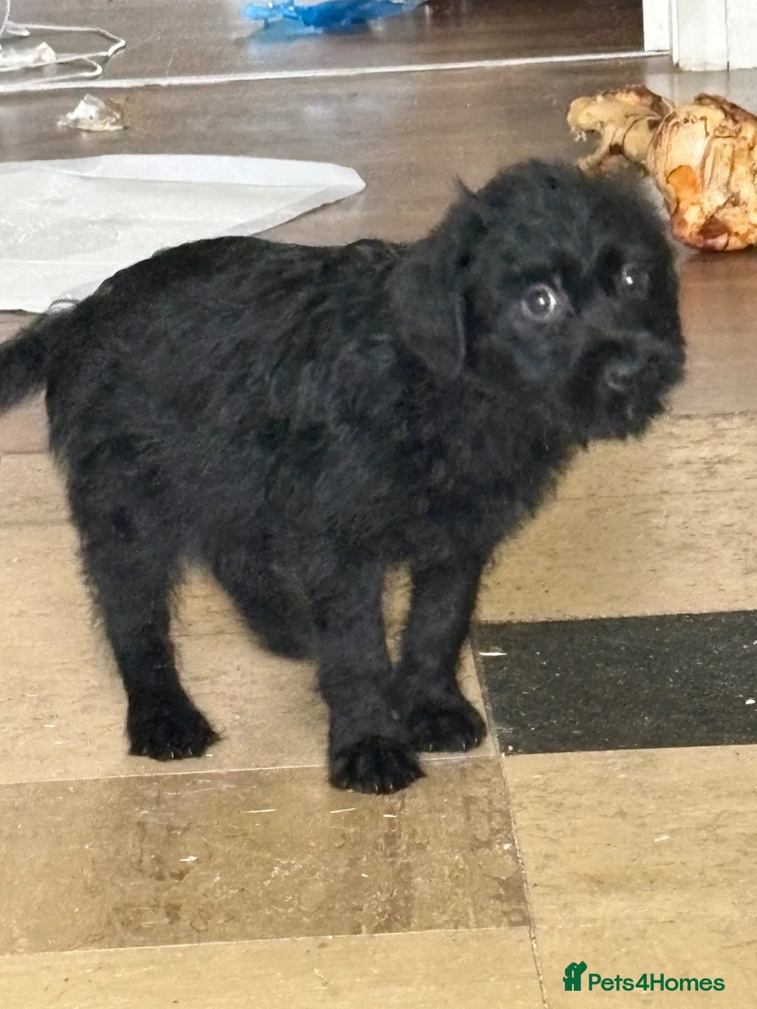 Mixed Breed dogs for sale: Poodle cross Rottweiler  in Stoke-on-Trent - Advert 3