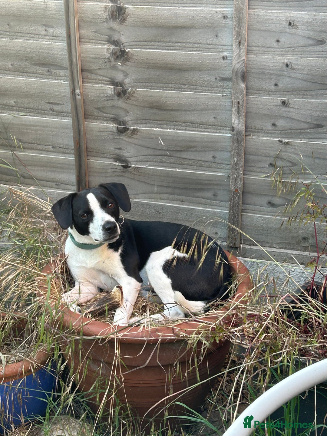Mixed Breed dogs for sale: 2 year old Male - Jack Russel cross Beagle - Advert 7