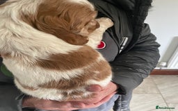 Cocker Spaniel dogs for sale: Beautiful Cocker Spaniel Puppies For Sale  - Image 7