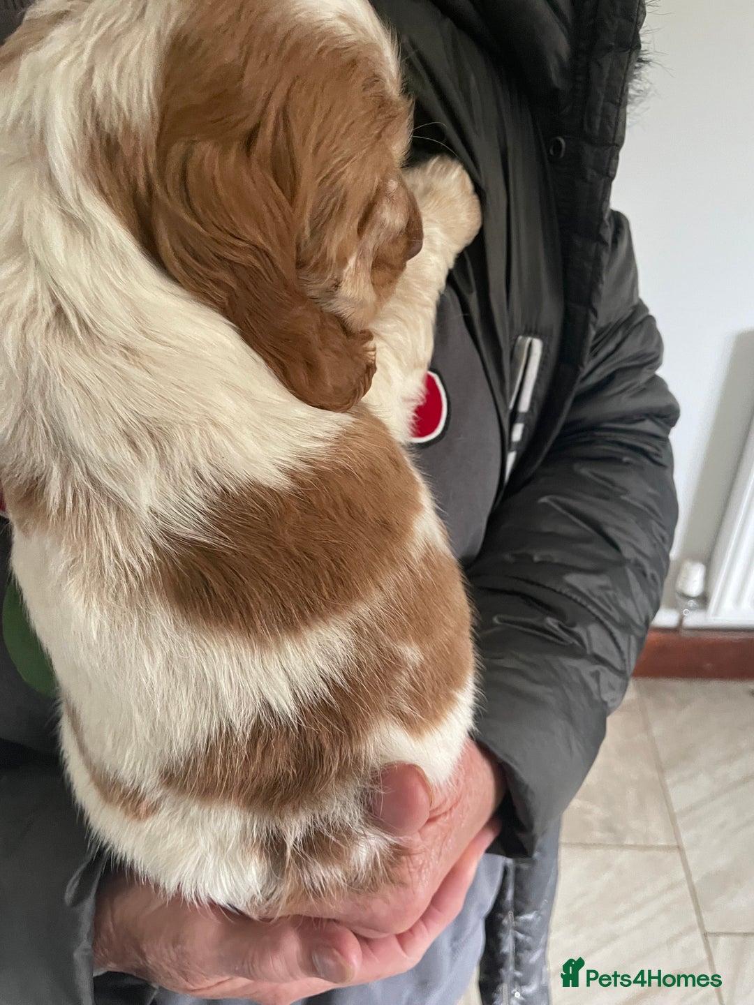 Cocker Spaniel dogs for sale: Beautiful Cocker Spaniel Puppies For Sale  - Image 7