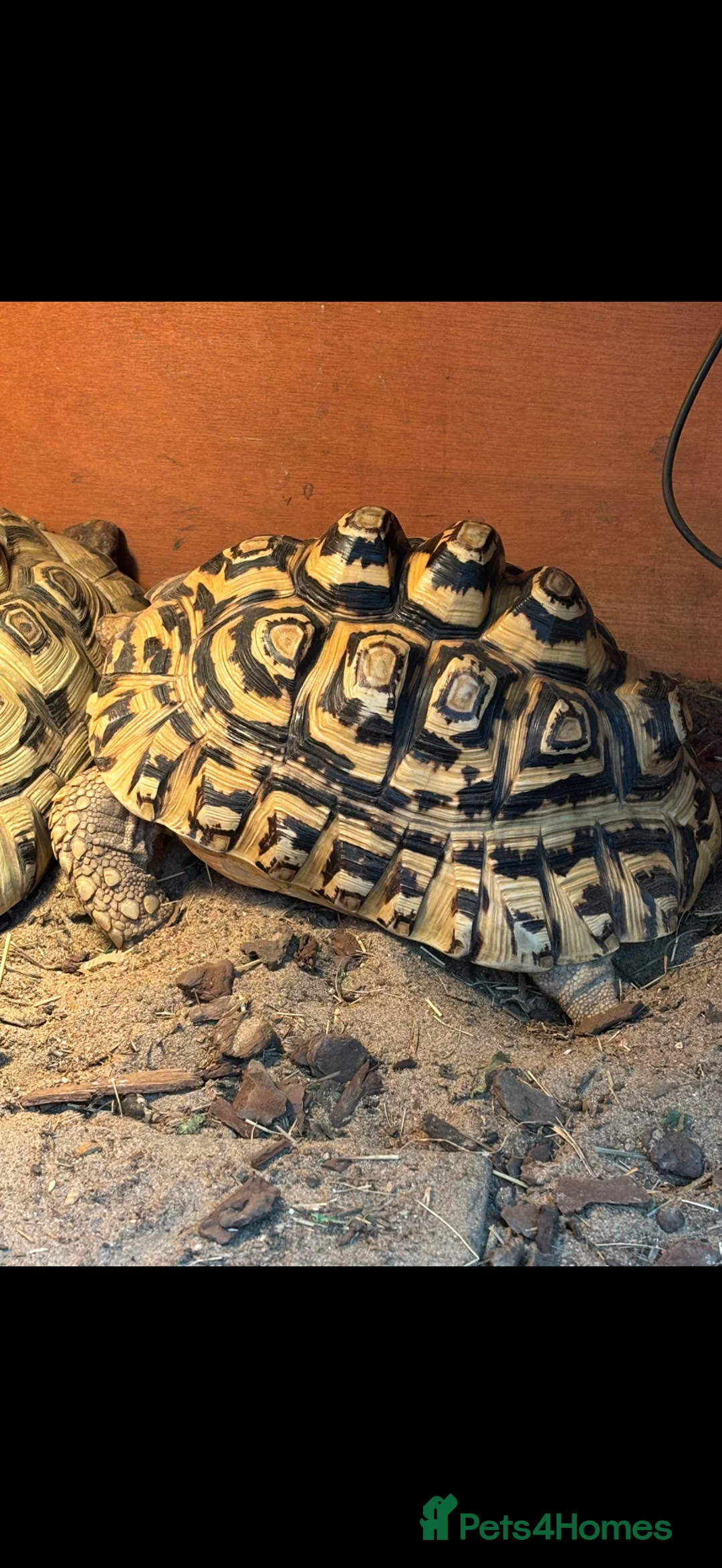 Tortoise reptiles for sale: Male leopard tortoise - Advert 6