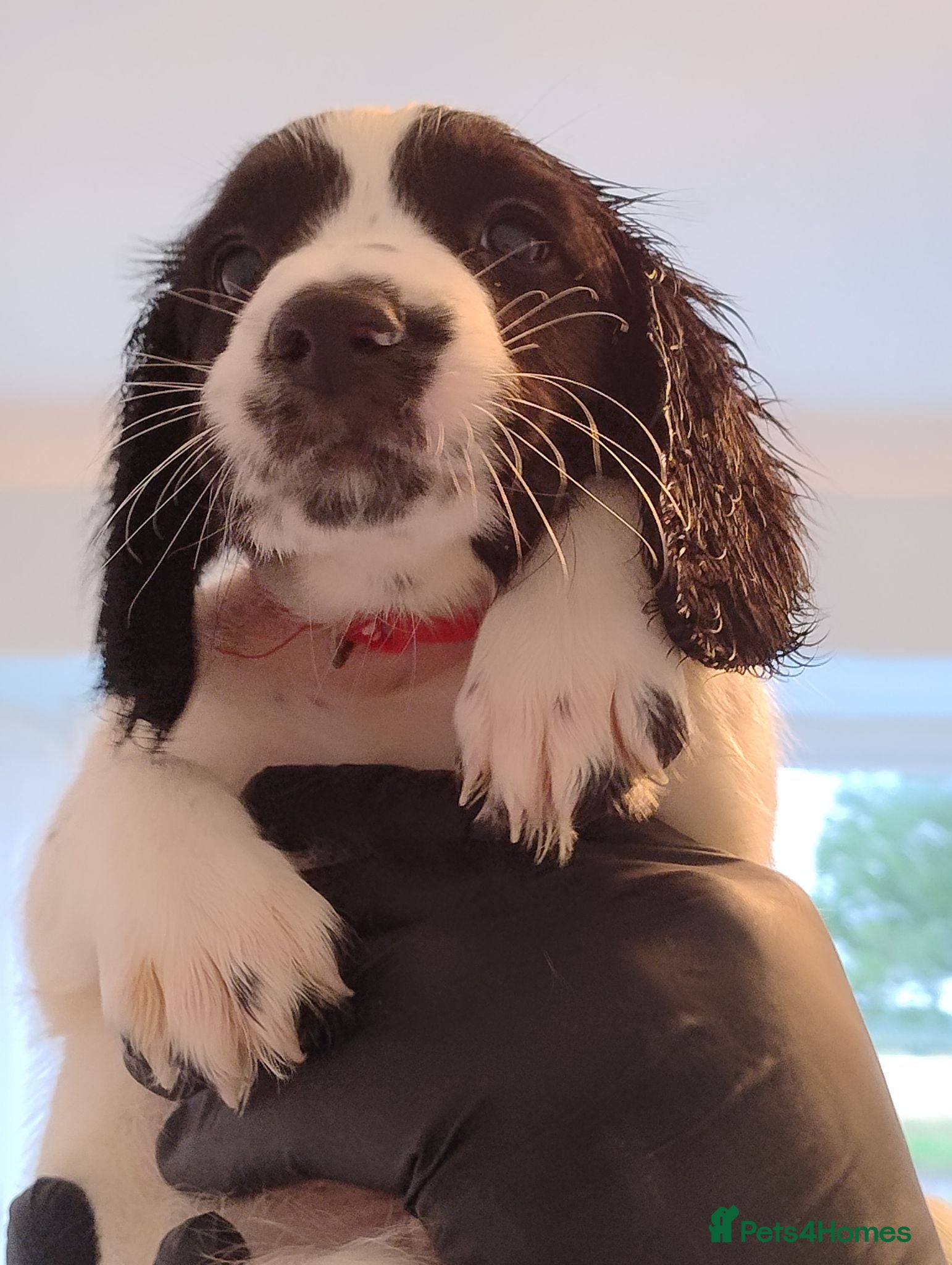 English Springer Spaniel dogs 8 Springer Spaniel Puppies Black & White  - Advert 14