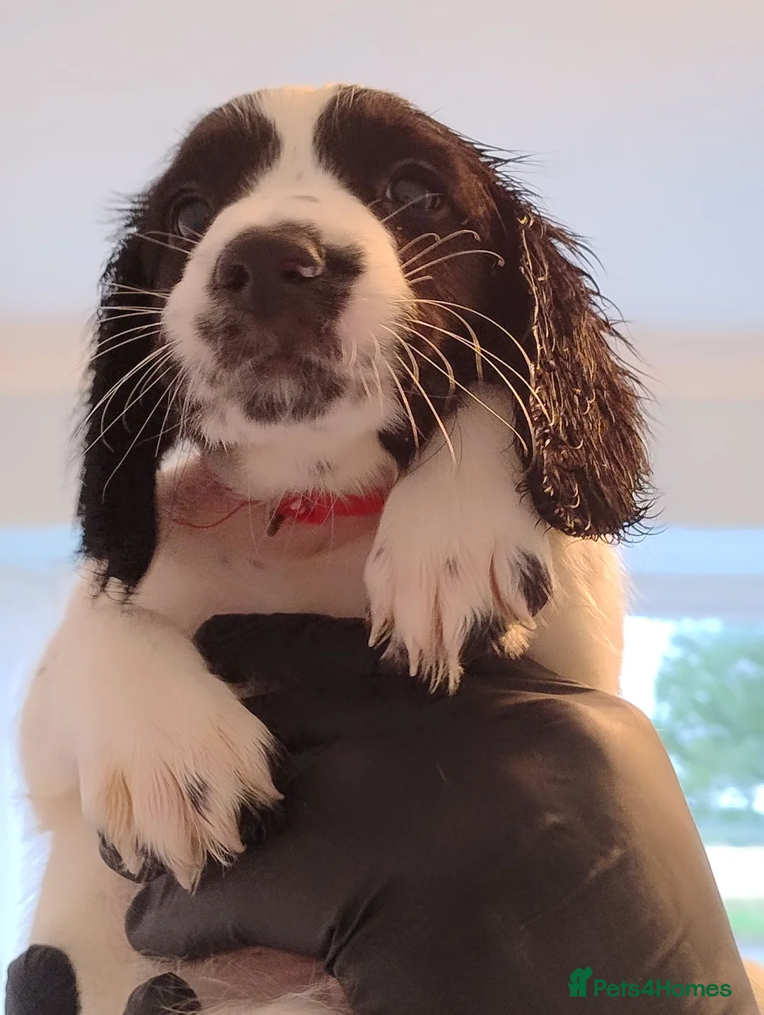 English Springer Spaniel dogs for sale: 8 Springer Spaniel Puppies 7 Weeks Black & White  - Advert 1