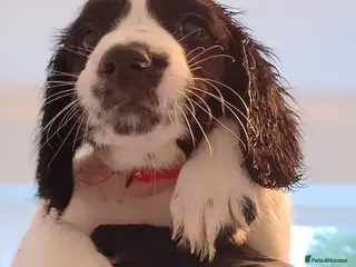 English Springer Spaniel dogs 8 Springer Spaniel Puppies 7 Weeks Black & White - Advert 7