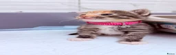 Bengal cats for sale: 🩶Ragamuffin crossed Bengal kittens🩶 - Advert 3