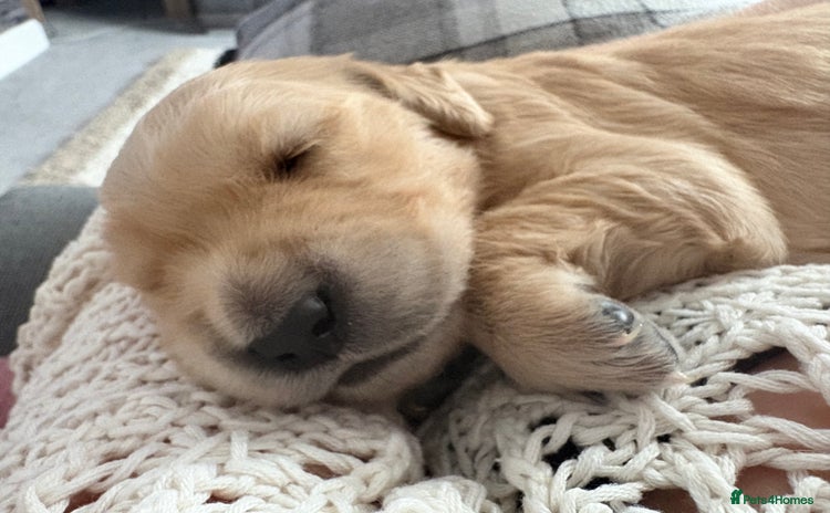 Golden Retriever dogs - Advert 13