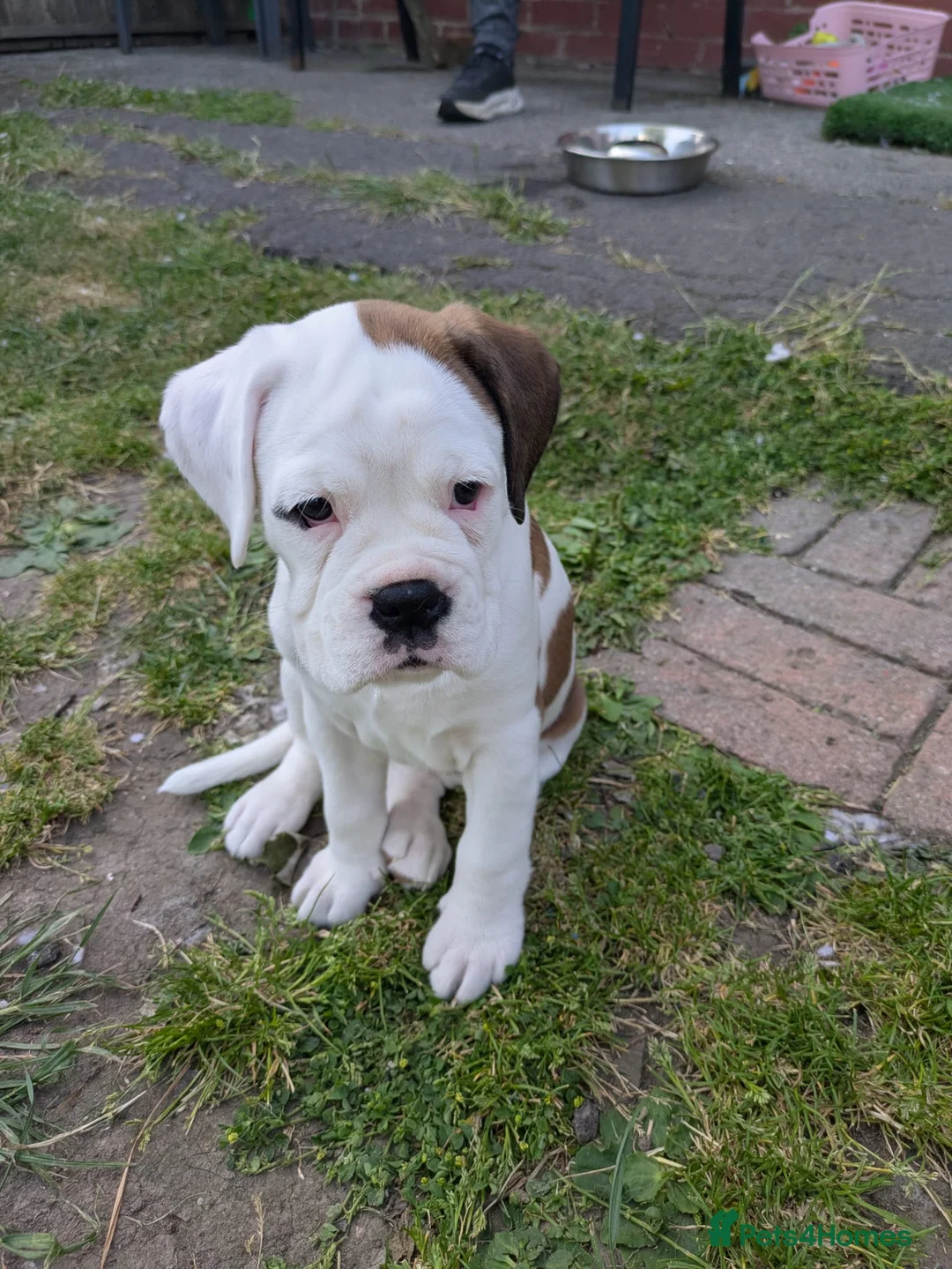 Boxer dogs for sale: Boxer puppy - Advert 1