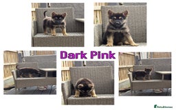 German Shepherd dogs for sale: REDUCED!! LAST short hair german shepherd female - Image 6