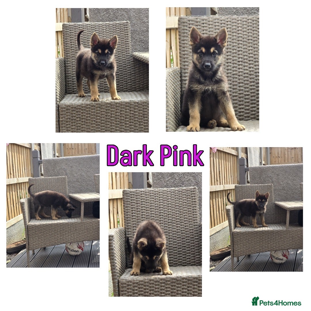German Shepherd dogs for sale: REDUCED!! LAST short hair german shepherd female - Image 6