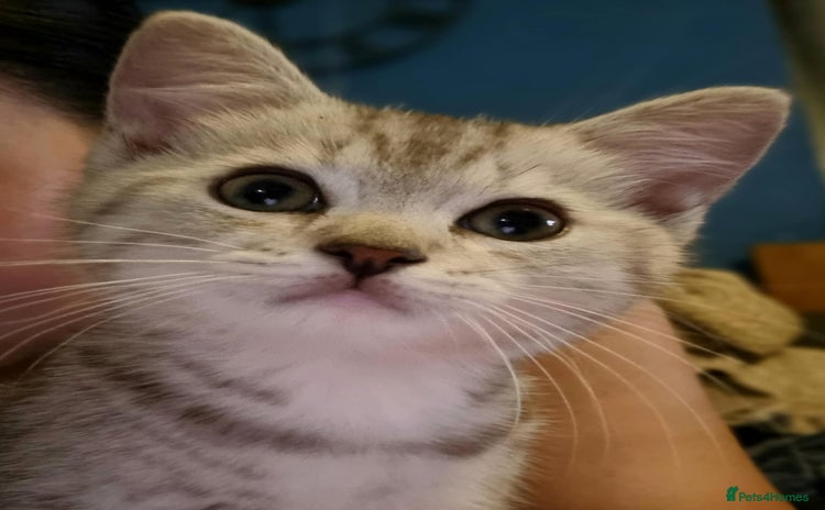 Mixed Breed cats - Advert 15