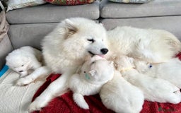 Samoyed dogs for sale: 🐾Adorable Samoyed puppies-ready soon! - Image 1