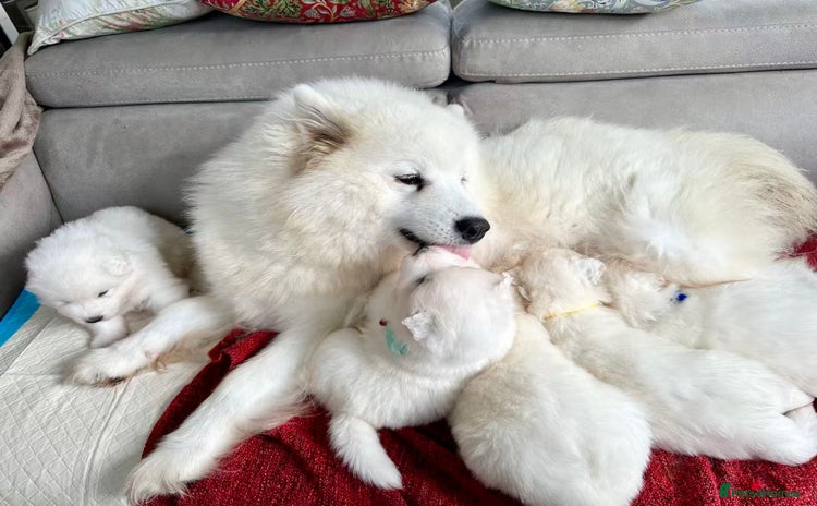 Samoyed dogs - Advert 7