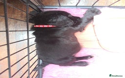 Sprocker dogs for sale: Stunning F1 Sprocker spaniel puppies - Image 13