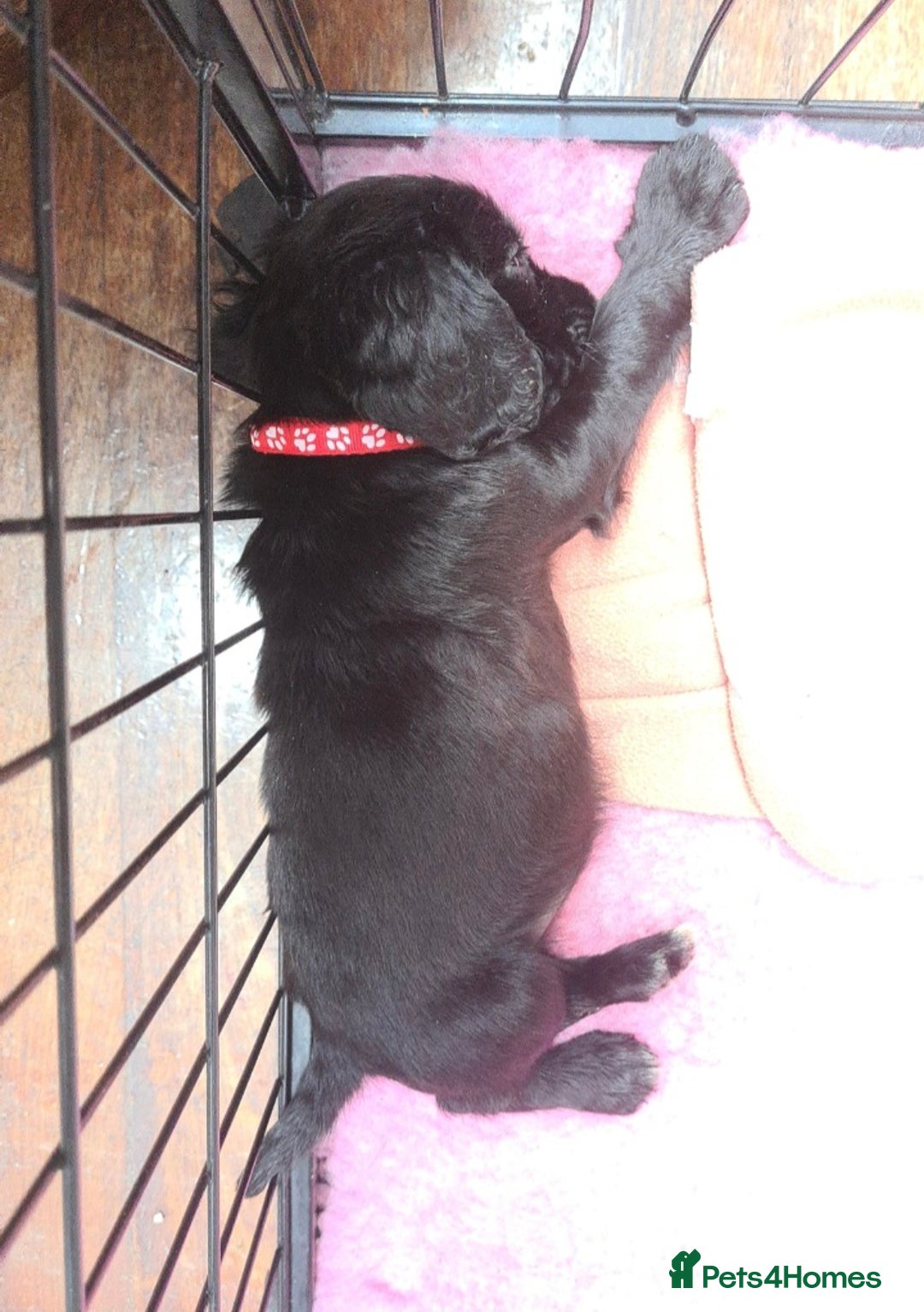 Sprocker dogs for sale: Stunning F1 Sprocker spaniel puppies - Image 13