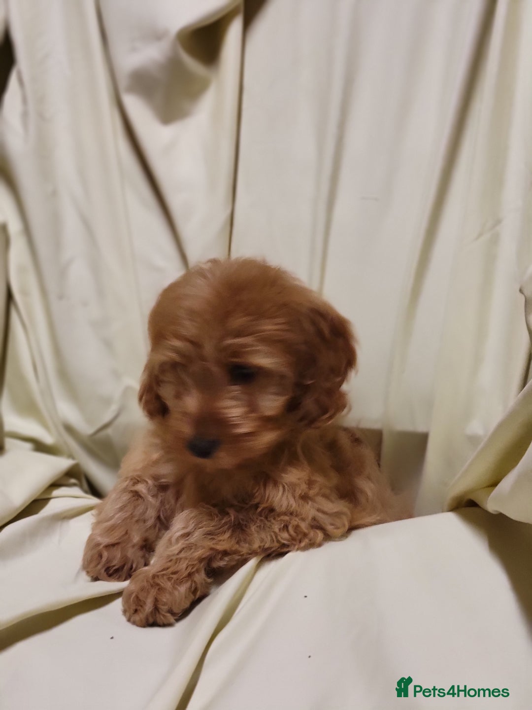 Cockapoo dogs for sale: Cockapoo puppies  - Advert 8