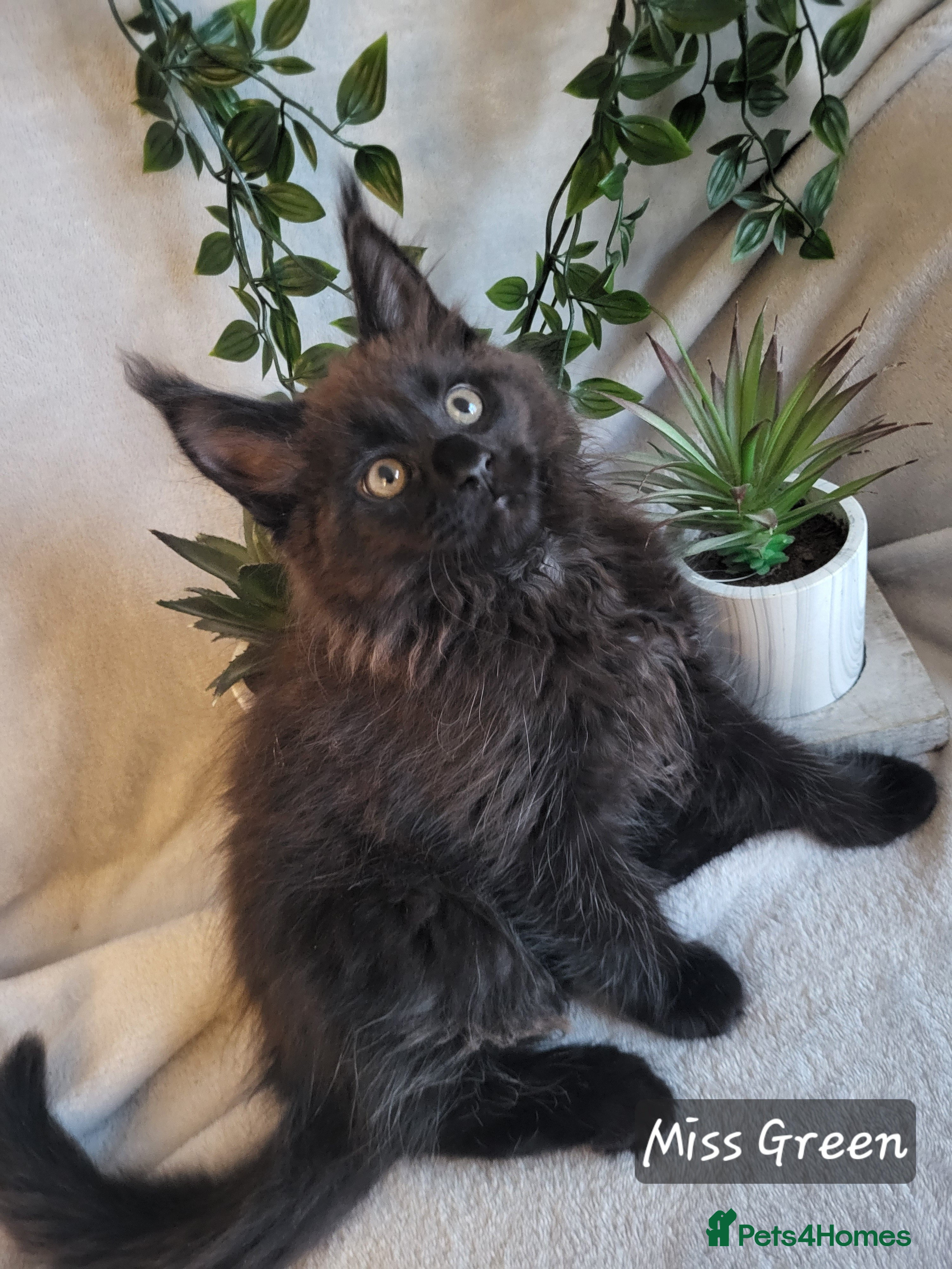 Maine Coon cats Beautiful Maine Coons  - Advert 2