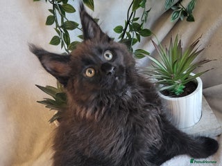 Maine Coon cats Beautiful Maine Coons - Advert 5