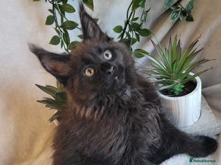 Maine Coon cats Beautiful Maine Coons - Advert 15