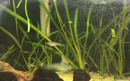 Live Bearers fish for sale: Guppys  - Image 3
