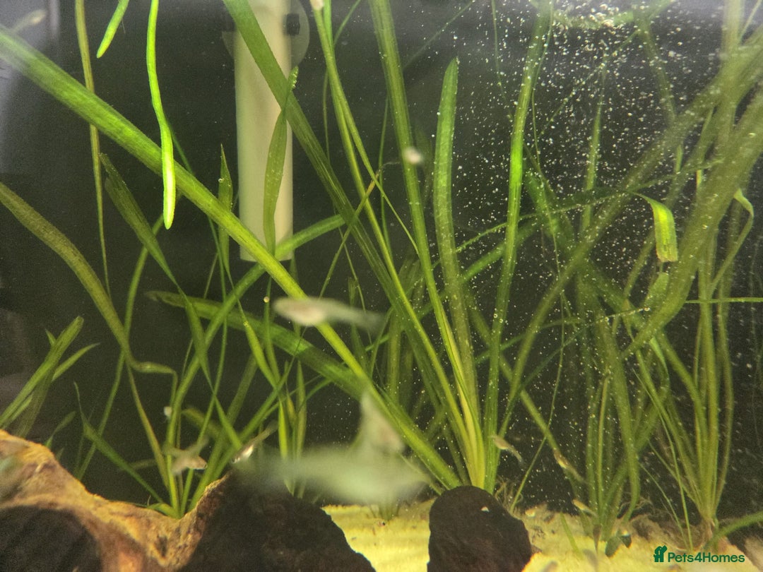 Live Bearers fish for sale: Guppys  - Image 3