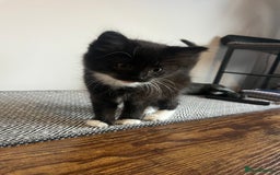 British Shorthair cats for sale: Kittens  - Image 11