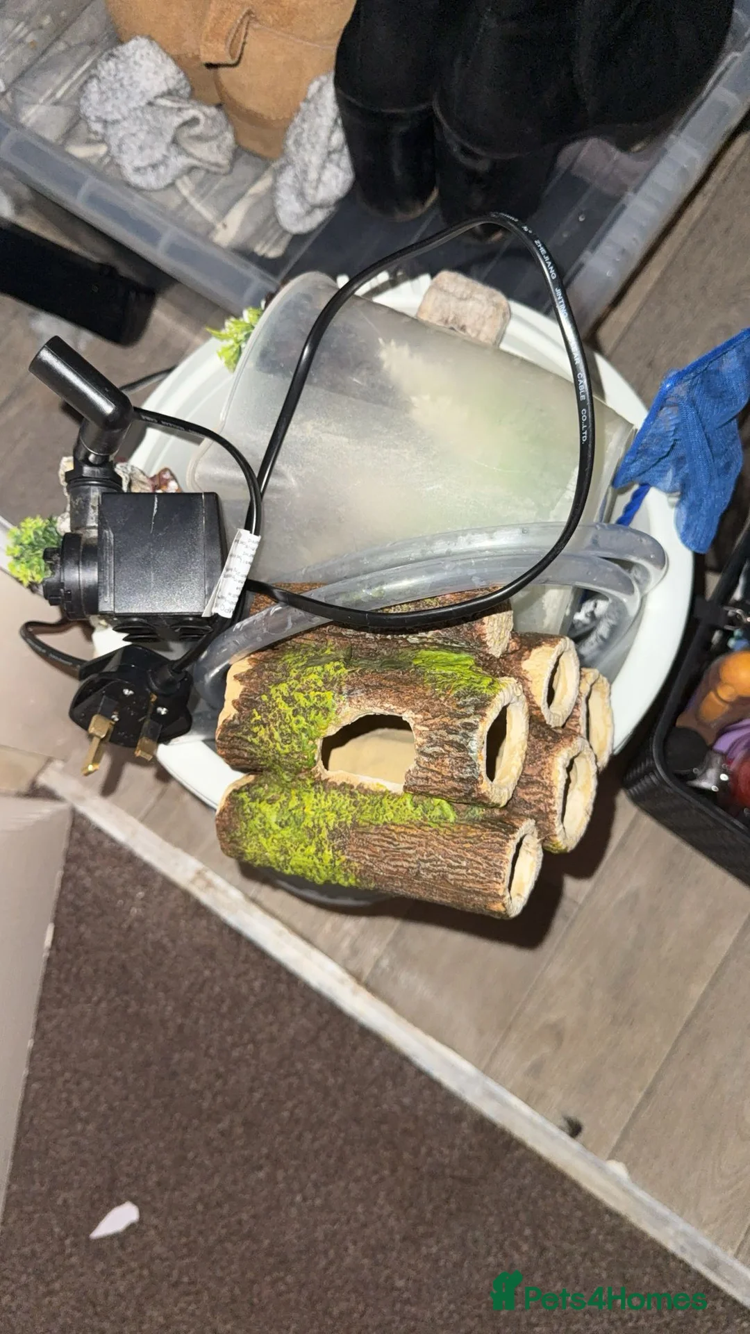 Turtle reptiles for sale: 2 turtles and tank - Advert 4