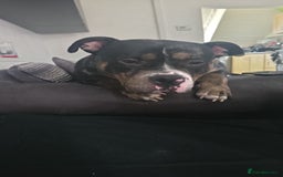 American Bully dogs for stud: Black merle Pocket bull stud  - Image 2