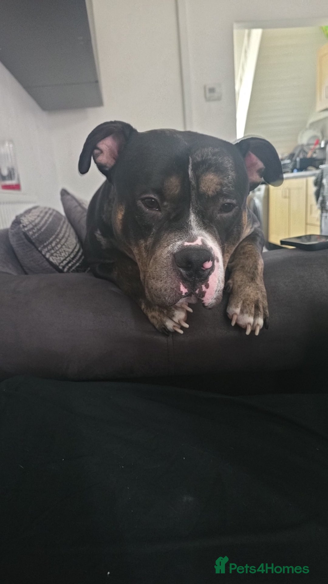 American Bully dogs for stud: Black merle Pocket bull stud  - Image 2