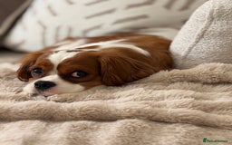 Cavalier King Charles Spaniel dogs for sale: Ruby boys kc cavalier King Charles puppies  - Image 19