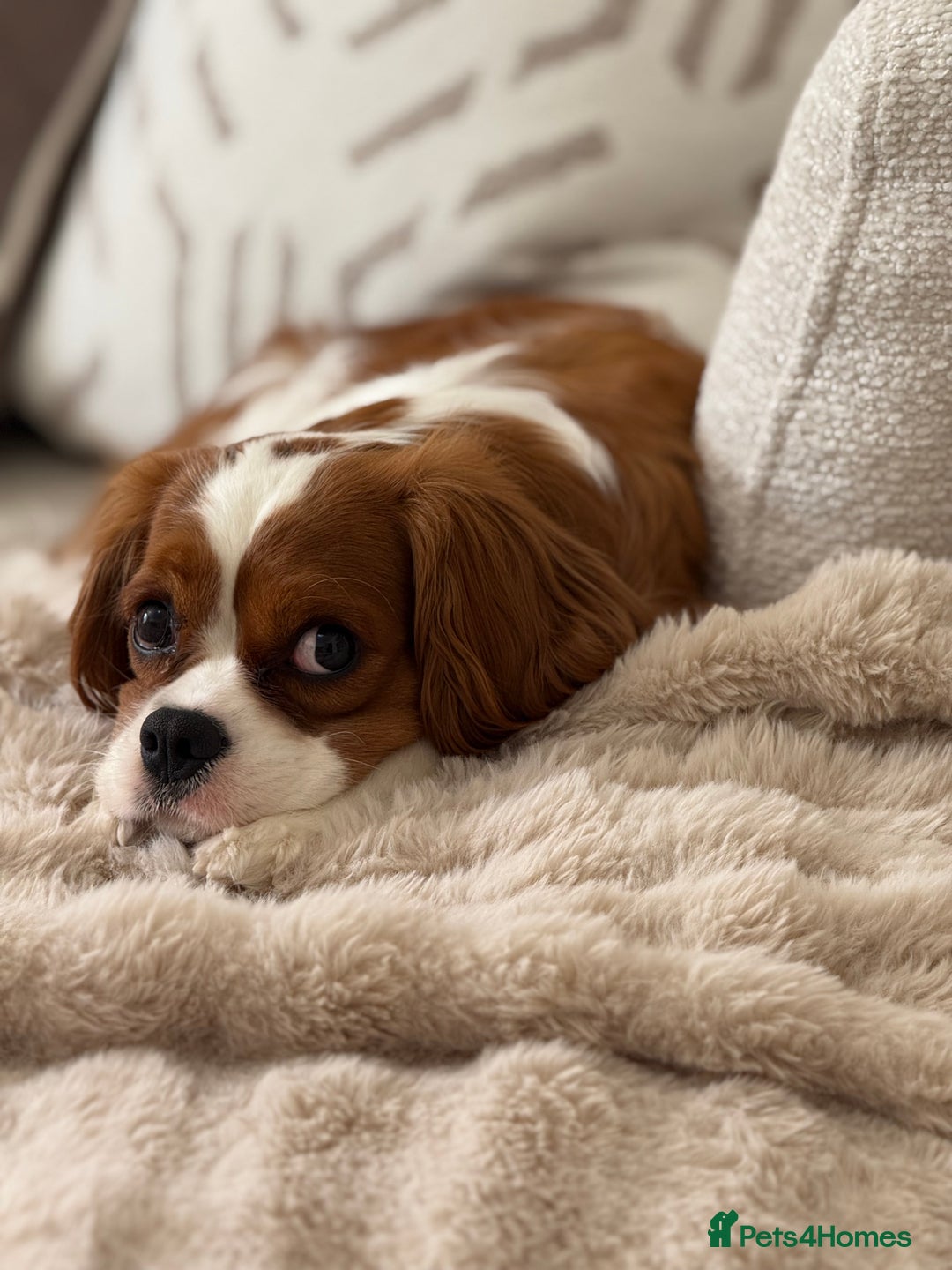 Cavalier King Charles Spaniel dogs for sale: Ruby boys kc cavalier King Charles puppies  - Image 19