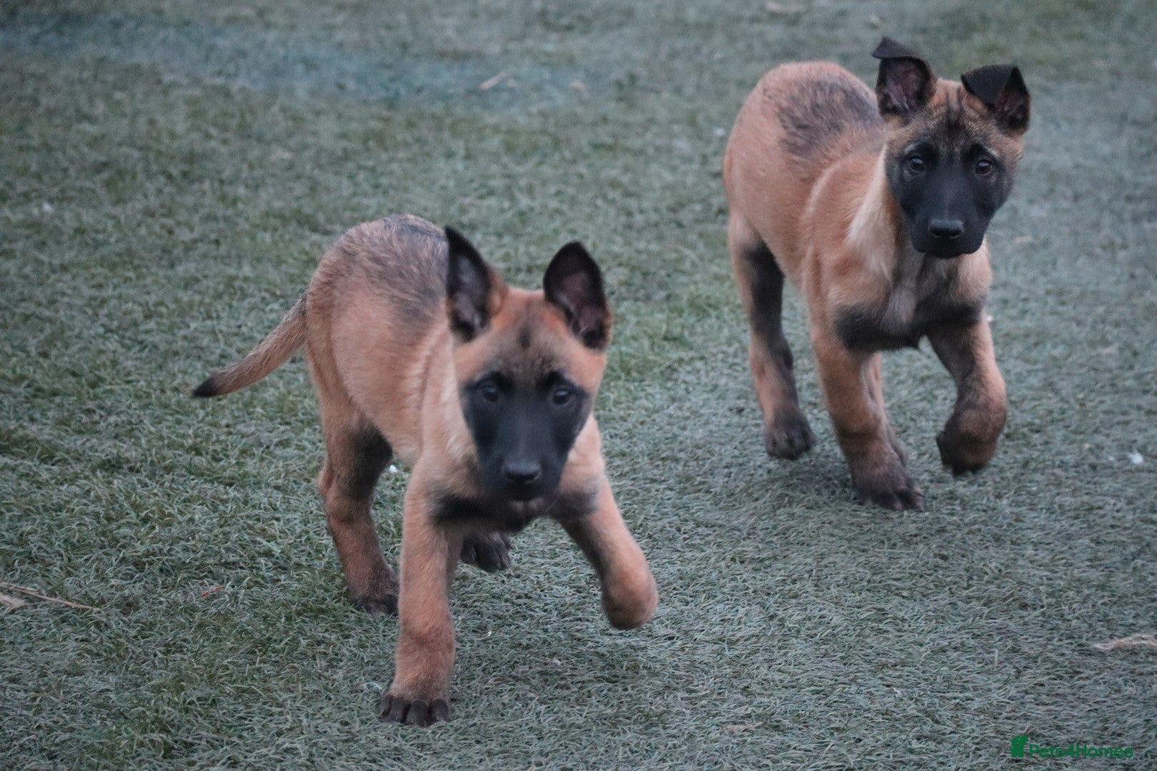 Belgian Shepherd Dog dogs Pups from JPMANK9  - Advert 4