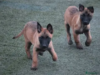 Belgian Shepherd Dog dogs Pups from JPMANK9 - Advert 16