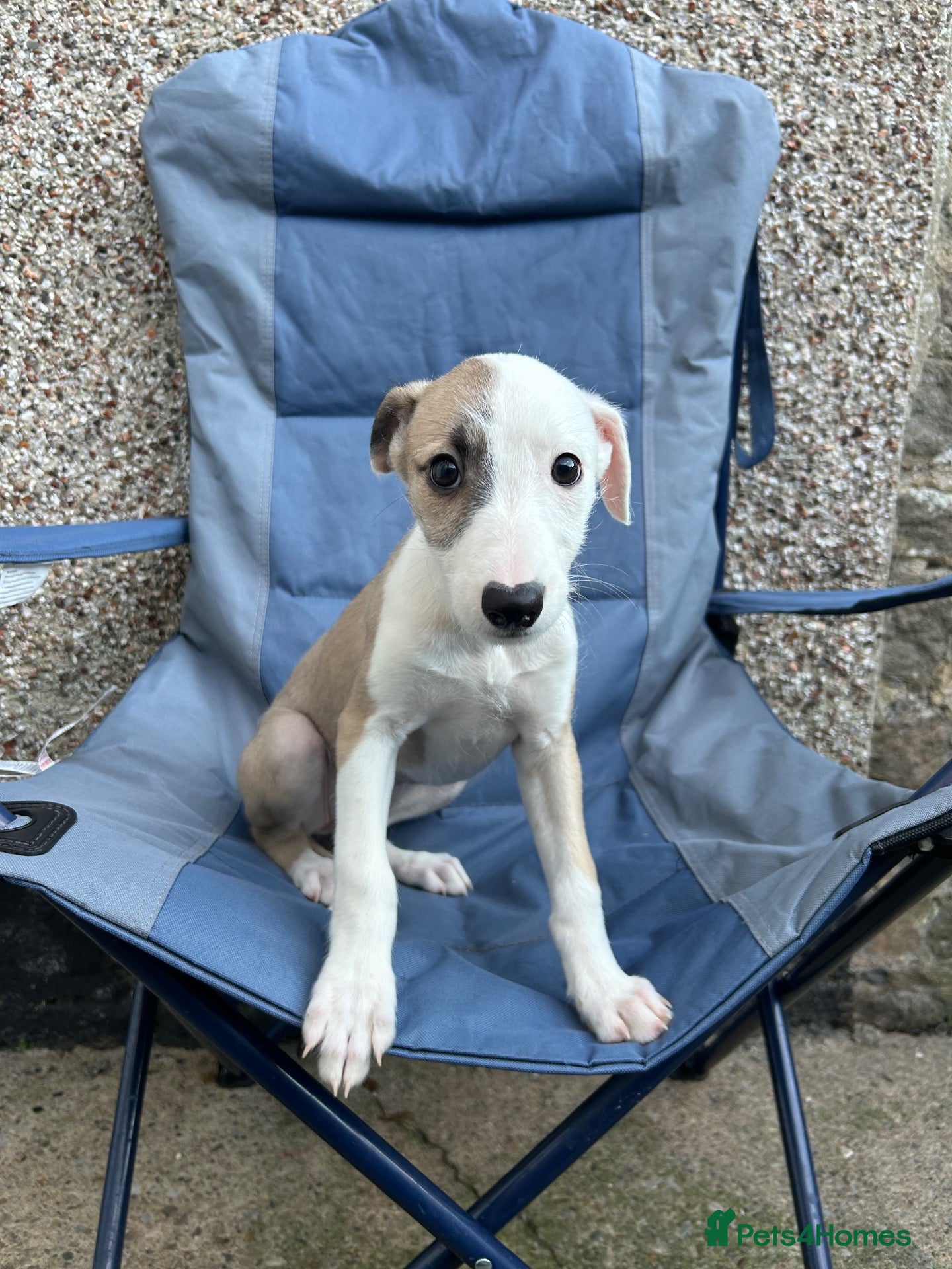 Lurcher dogs Bedlington whippet lurcher pups - Advert 6