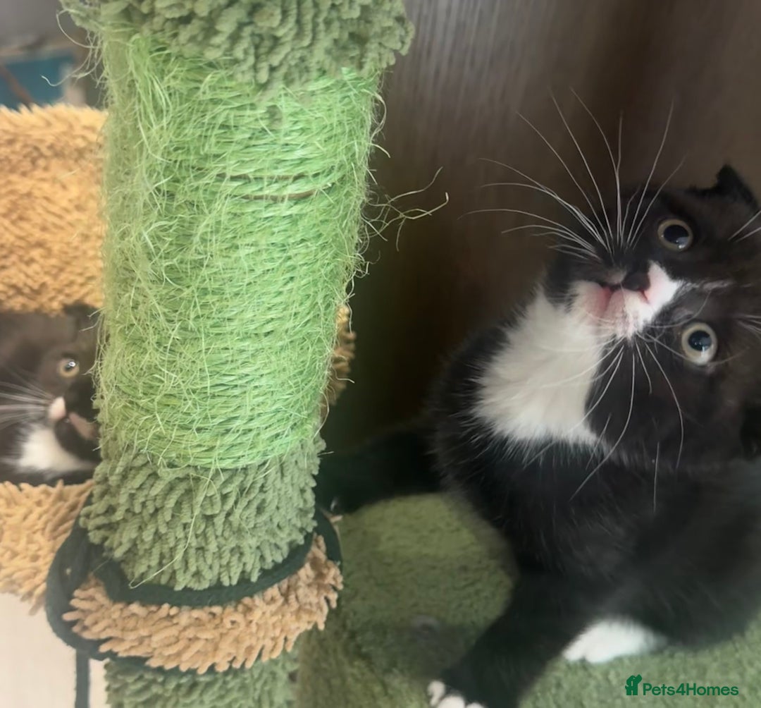 Scottish Fold cats for sale: Scottish fold and straight kitten - Image 8