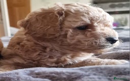 Cavachon dogs for sale: Gorgeous litter cavapoochon puppies - Image 8