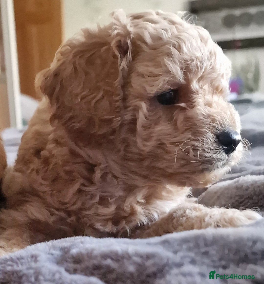 Cavachon dogs for sale: Gorgeous litter cavapoochon puppies - Image 8