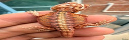 Bearded Dragon reptiles for sale: Red Monster x Spanish Red baby Bearded Dragons - Advert 9