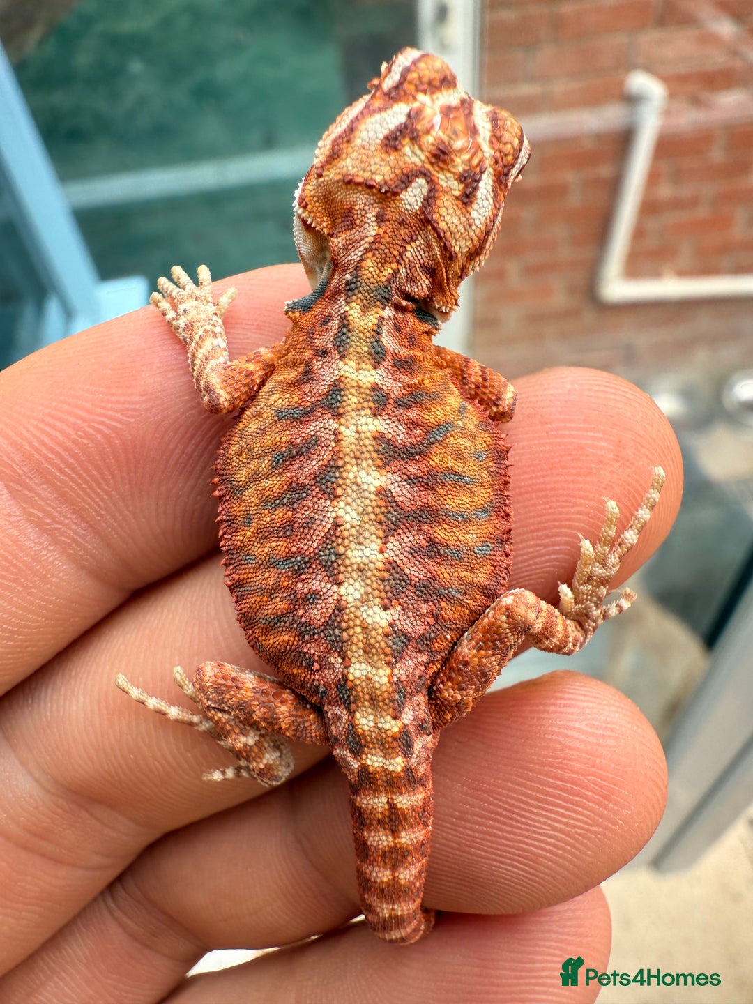 Bearded Dragon reptiles for sale: Red Monster x Spanish Red baby Bearded Dragons - Image 9