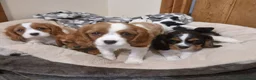 Cavalier King Charles Spaniel dogs for sale:  Health tested puppies ready now - Advert 6
