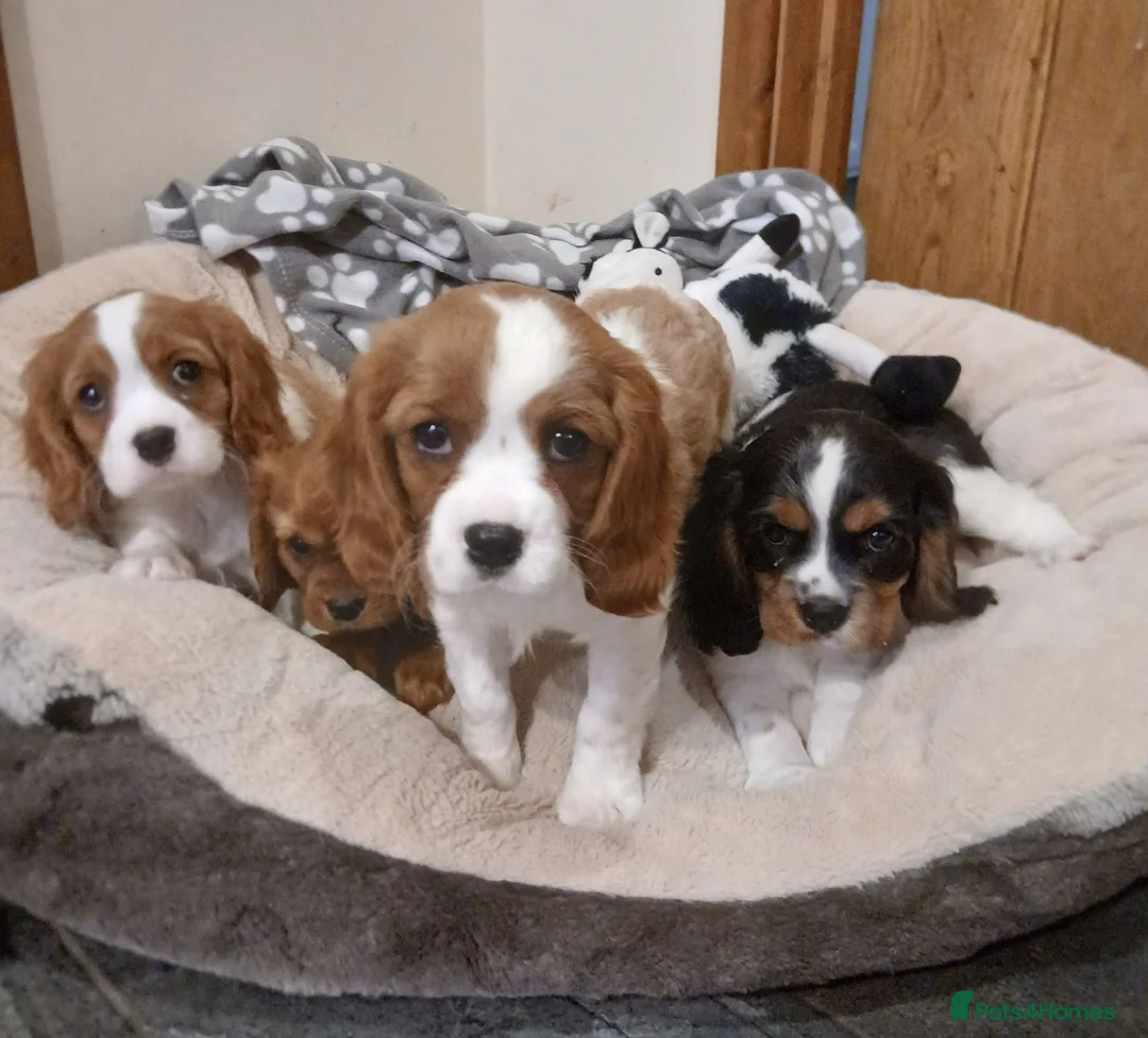 Cavalier King Charles Spaniel dogs for sale:  Health tested puppies ready now - Advert 6