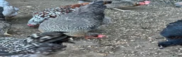 Chickens poultry for sale: Coloured laying POL hens - Advert 5